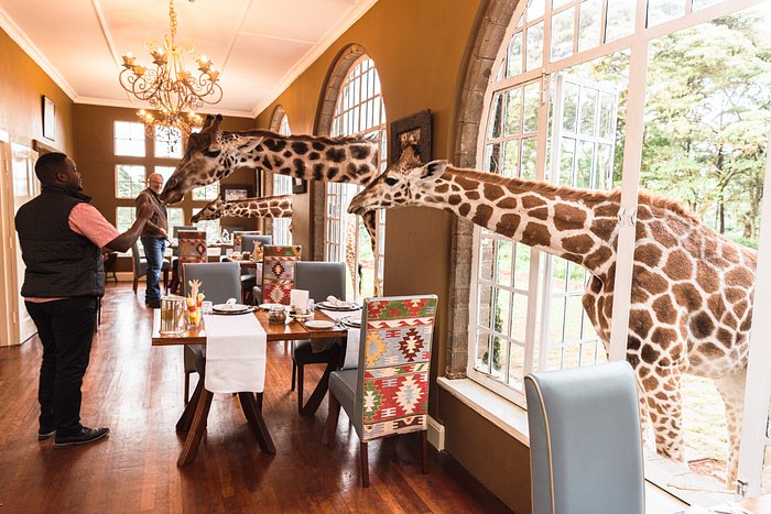 Giraffe Manor, Nairobi, Kenya