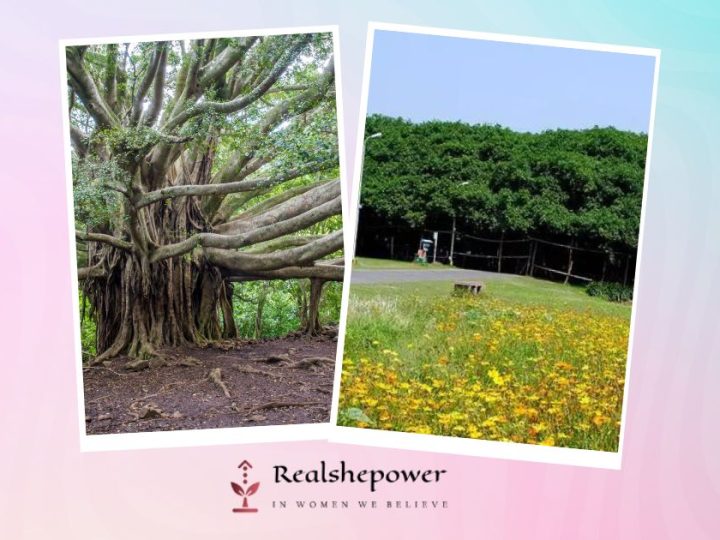 Discover The World’S Largest Banyan Tree: A Natural Wonder